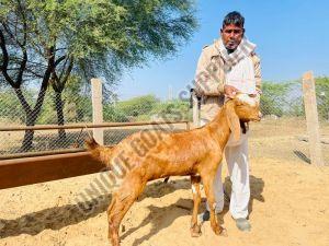 Live Sirohi Goat