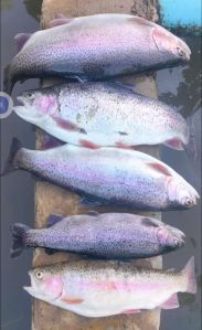 Kashmir Rainbow Trout Fish