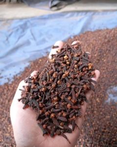 Zanzibar Dry Clove