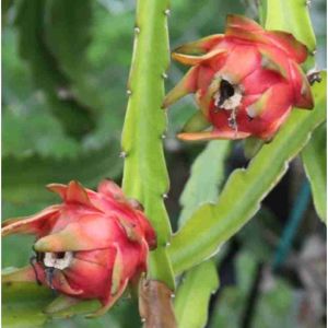 dragon fruit plant