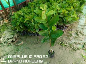 Red Diamond Guava Plant