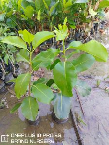 thai king jamun plant