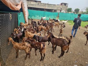 Male Sirohi Goat