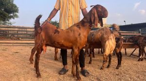 Sirohi Female Goat