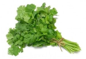 Fresh Coriander Leaves