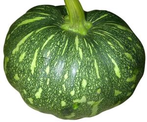 Fresh Green Pumpkin