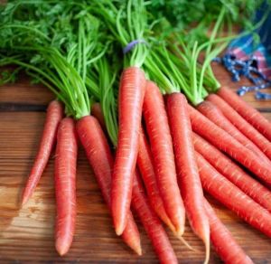 Fresh Red Carrot