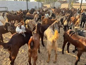 Cutting Purpose Goats