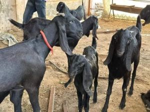 Female Pregnant Beetal Goat