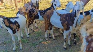 Female Pregnant Gujari Goat