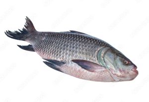 Catla Fish