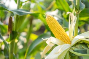 Fresh Yellow Maize