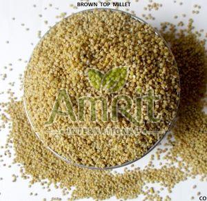 Browntop Millet