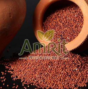 Finger Millet