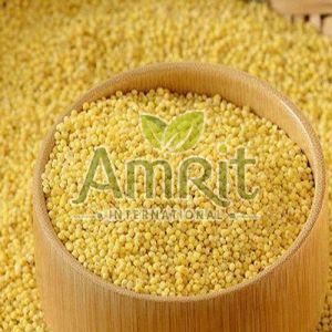 foxtail millet