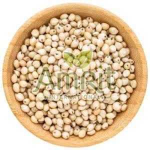 Sorghum Millet