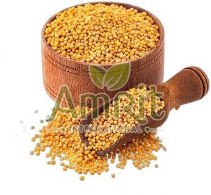 Yellow Mustard Seeds