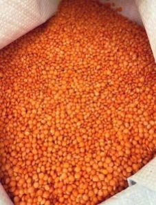 Sustainably Grown Red Lentils Fresh, Nutritious, and Ethically Sourced