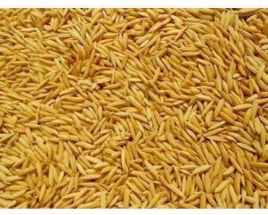 paddy seed