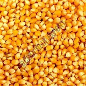 Yellow Maize Corn