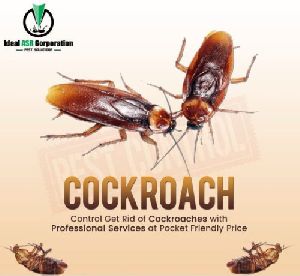 Cockroach Control Service in Indore