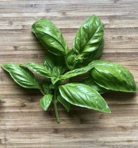 fresh basil