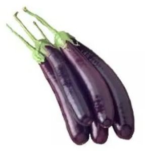 Fresh Brinjal Long