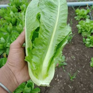 Fresh Green Fresh Romaine Lettuce