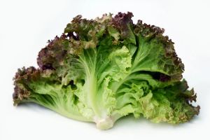 Fresh Lettuce Lollo Rosso