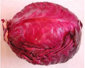 Fresh Red Cabbage