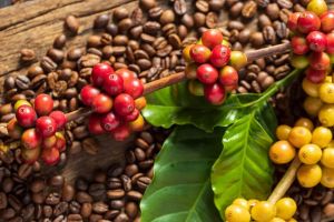 Arabica Coffee Beans