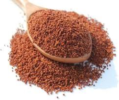 Finger Millet Seeds