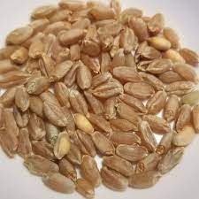 Premium Wheat Seeds