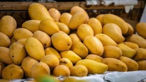 yellow mango