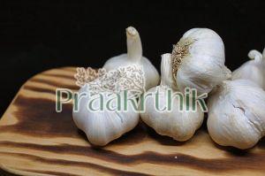 Fresh Garlic