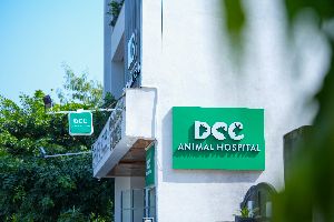 Best Dog Vet in Jaipur - DCC Animal Hospital