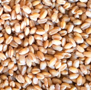 Wheat Grain