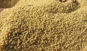 foxtail millet