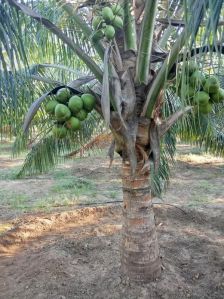 Tender Coconut