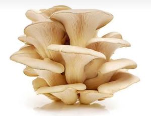 Fresh Oyster Mushroom