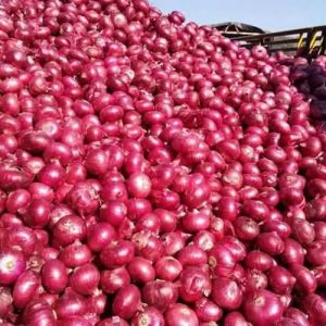 Indian Red Onion