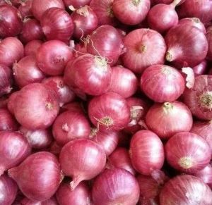 A Grade Red Onion