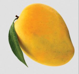 Fresh Alphonso Mango