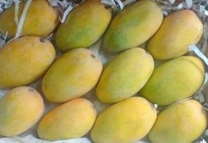 Fresh Kesar Mango