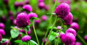 Fresh Amaranth Flower