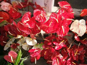 Fresh Anthurium Flower