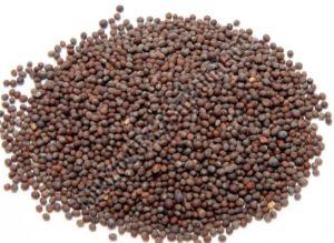 Black Mustard Seeds