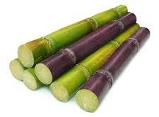 Sugarcane