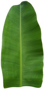 green banana leaf