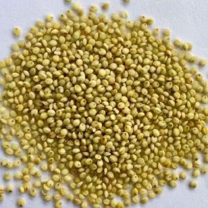 Browntop Millet